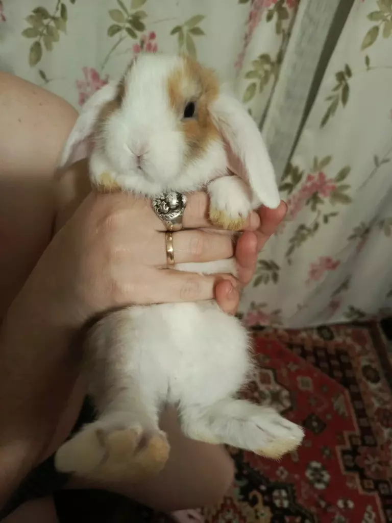 кролик,резцы